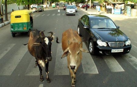 اخبار,اخبار گوناگون,گاوهای ولگرد درهند