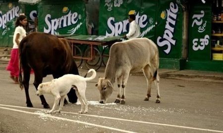 اخبار,اخبار گوناگون,گاوهای ولگرد درهند