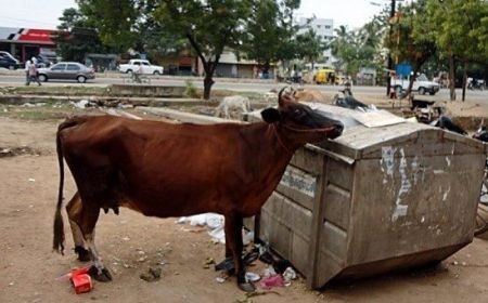 اخبار,اخبار گوناگون,گاوهای ولگرد درهند