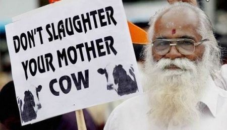 اخبار,اخبار گوناگون,گاوهای ولگرد درهند