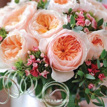 اخبار,اخبار گوناگون,گل رز ژولیت