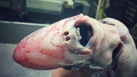 اخبار,اخبار گوناگون,کشف موجودی عجیب در روسیه