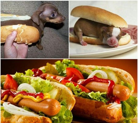 اخبار,اخبار گوناگون,هات داگ