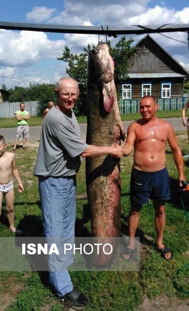 اخبارگوناگون ,خبرهای گوناگون ,صید ماهی 102 کیلویی اخبارگوناگون ,خبرهای گوناگون ,صید ماهی 102 کیلویی