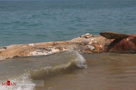 اخبارگوناگون ,خبرهای گوناگون ,نهنگ ۱۲ متری اخبارسیاسی ,خبرهای سیاسی ,نهنگ ۱۲ متری