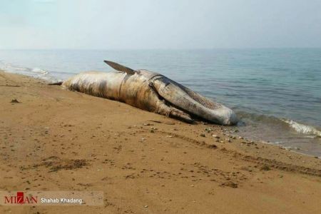 اخبارگوناگون ,خبرهای گوناگون ,نهنگ ۱۲ متری اخبارسیاسی ,خبرهای سیاسی ,نهنگ ۱۲ متری
