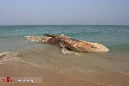 اخبارگوناگون ,خبرهای گوناگون ,نهنگ ۱۲ متری اخبارسیاسی ,خبرهای سیاسی ,نهنگ ۱۲ متری