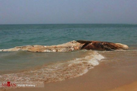 اخبارگوناگون ,خبرهای گوناگون ,نهنگ ۱۲ متری اخبارسیاسی ,خبرهای سیاسی ,نهنگ ۱۲ متری