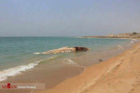 اخبارگوناگون ,خبرهای گوناگون ,نهنگ ۱۲ متری اخبارسیاسی ,خبرهای سیاسی ,نهنگ ۱۲ متری
