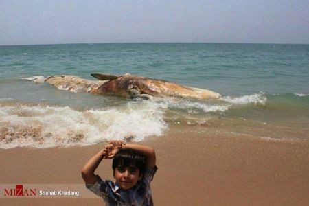 اخبارگوناگون ,خبرهای گوناگون ,نهنگ ۱۲ متری اخبارسیاسی ,خبرهای سیاسی ,نهنگ ۱۲ متری