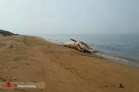 اخبارگوناگون ,خبرهای گوناگون ,نهنگ ۱۲ متری اخبارسیاسی ,خبرهای سیاسی ,نهنگ ۱۲ متری