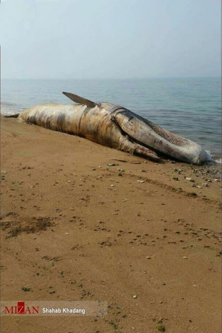 اخبارگوناگون ,خبرهای گوناگون ,نهنگ ۱۲ متری اخبارسیاسی ,خبرهای سیاسی ,نهنگ ۱۲ متری