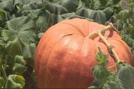    اخبارگوناگون ,خبرهای گوناگون,کدو تنبل