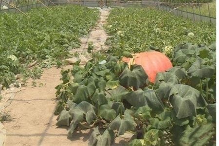    اخبارگوناگون ,خبرهای گوناگون,کدو تنبل