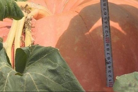    اخبارگوناگون ,خبرهای گوناگون,کدو تنبل