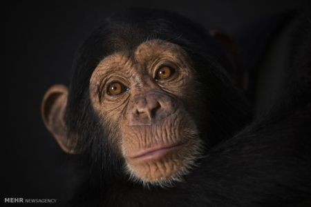   اخبار علمی,خبرهای علمی , شامپانزه