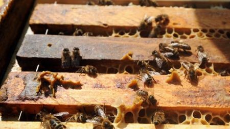   اخبار علمی,خبرهای  علمی, عسل آبی