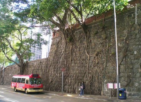  اخبار گوناگون ,خبرهای گوناگون , عجیب‌ترین درختان دنیا