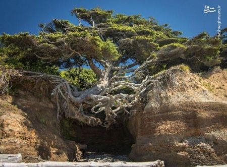  اخبار گوناگون ,خبرهای گوناگون , عجیب‌ترین درختان دنیا
