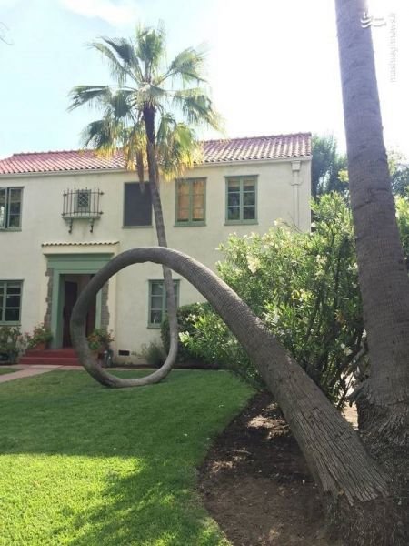  اخبار گوناگون ,خبرهای گوناگون , عجیب‌ترین درختان دنیا