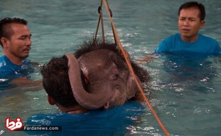   اخبار گوناگون,خبرهای  گوناگون, آکواریومی برای شنای فیل‌ها