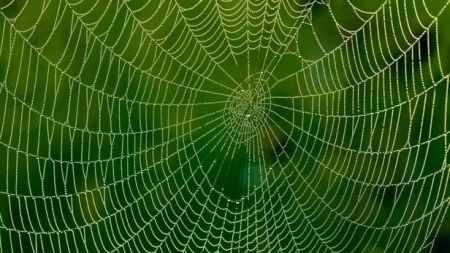   اخبارعلمی ,خبرهای علمی, تغذیه عنکبوت‌ها 