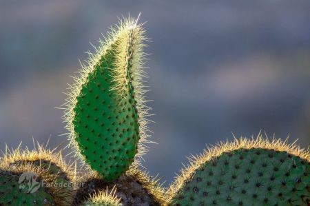  اخبارگوناگون,خبرهای گوناگون,عکس‌های برتر