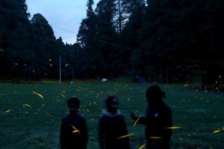   اخبار گوناگون ,خبرهای  گوناگون ,کرم شب‌تاب 