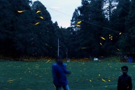   اخبار گوناگون ,خبرهای  گوناگون ,کرم شب‌تاب 