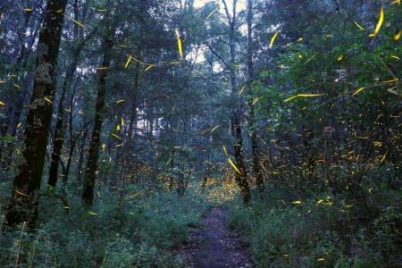   اخبار گوناگون ,خبرهای  گوناگون ,کرم شب‌تاب 