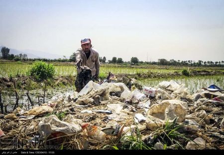 گزارشی از کاشت برنج در اطراف تهران با استفاده از فاضلاب/برنج تهرانکنار کیلویی چند؟