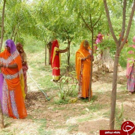 اخبار,اخبار گوناگون,رسم جالب قبیله هندی