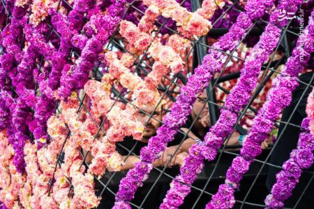 اخبار,عکس خبری,گل‌های غول پیکر در هلند