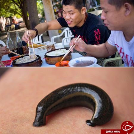 اخبار,اخبار گوناگون,چینی‌ها زالو می‌خورند