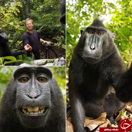 اخبار,اخبار گوناگون,سلفی میمونهای بازیگوش ازخودشان