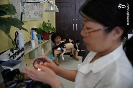 اخبار,اخبار گوناگون, درمان حیوانات با طب سوزنی