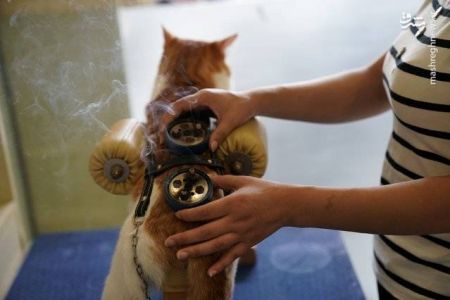 اخبار,اخبار گوناگون, درمان حیوانات با طب سوزنی