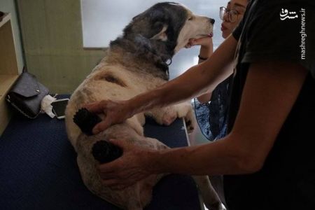 اخبار,اخبار گوناگون, درمان حیوانات با طب سوزنی