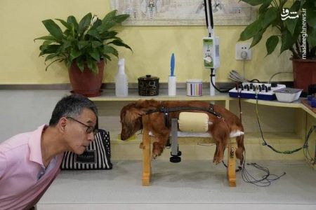 اخبار,اخبار گوناگون, درمان حیوانات با طب سوزنی