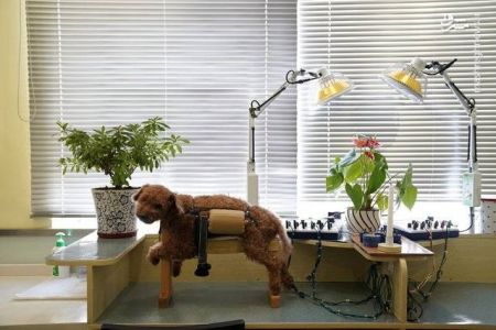 اخبار,اخبار گوناگون, درمان حیوانات با طب سوزنی