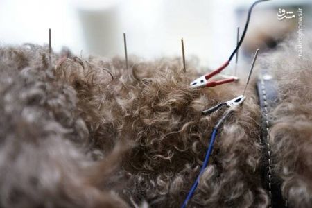 اخبار,اخبار گوناگون, درمان حیوانات با طب سوزنی