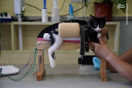 اخبار,اخبار گوناگون, درمان حیوانات با طب سوزنی