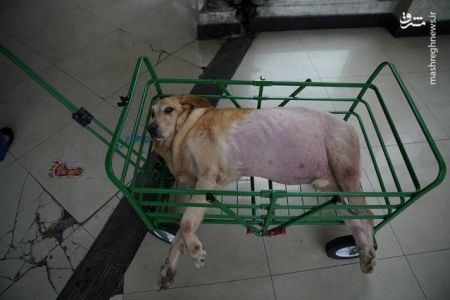 اخبار,اخبار گوناگون, درمان حیوانات با طب سوزنی