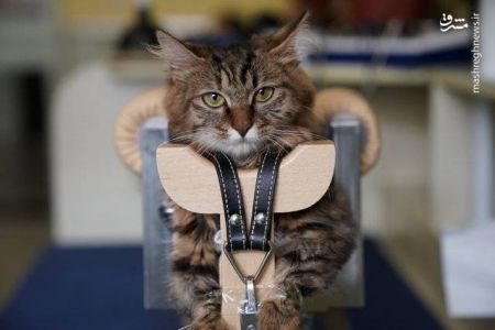 اخبار,اخبار گوناگون, درمان حیوانات با طب سوزنی