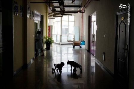 اخبار,اخبار گوناگون, درمان حیوانات با طب سوزنی