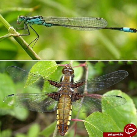 اخبار,اخبار گوناگون,سنجاقک