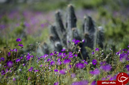 اخبار,اخبار گوناگون,خشک‌ترین صحرای جهان به گلستان تبدیل شد