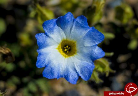 اخبار,اخبار گوناگون,خشک‌ترین صحرای جهان به گلستان تبدیل شد