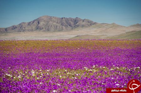 اخبار,اخبار گوناگون,خشک‌ترین صحرای جهان به گلستان تبدیل شد