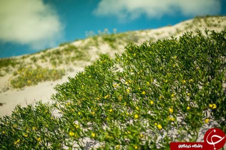 اخبار,اخبار گوناگون,خشک‌ترین صحرای جهان به گلستان تبدیل شد